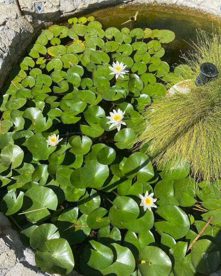 B&B Il Giardino Delle Meraviglie Melito Di Porto Salvo Eksteriør billede