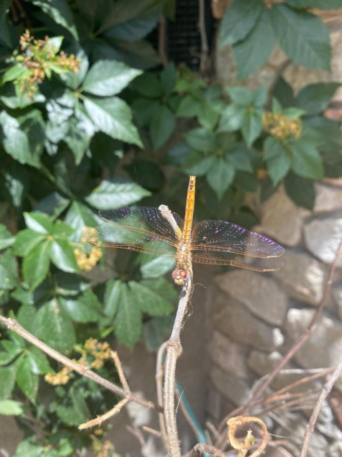 B&B Il Giardino Delle Meraviglie Melito Di Porto Salvo Eksteriør billede